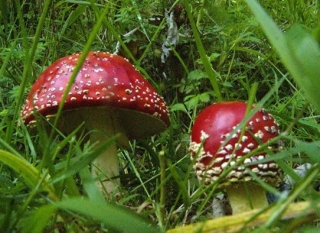 hongos y setas
